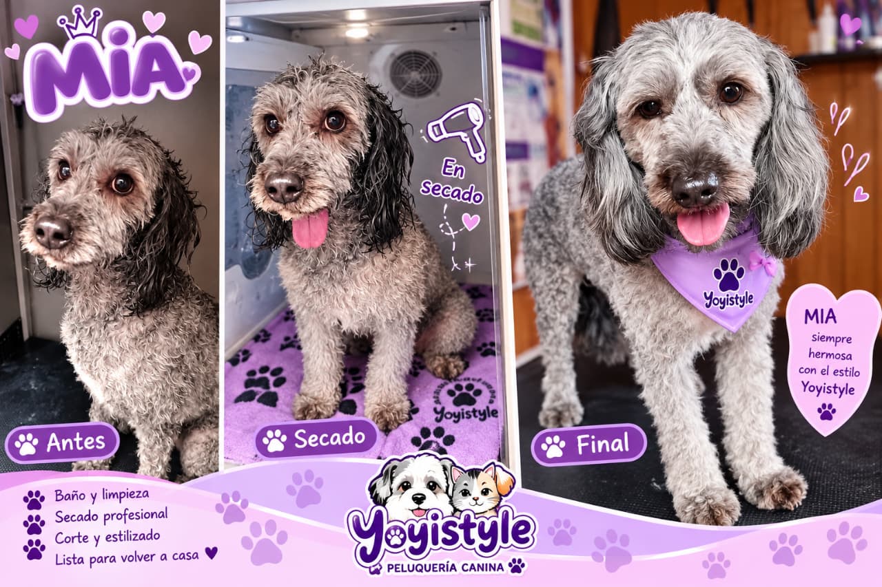 Resultado de peluquería canina Yoyistyle