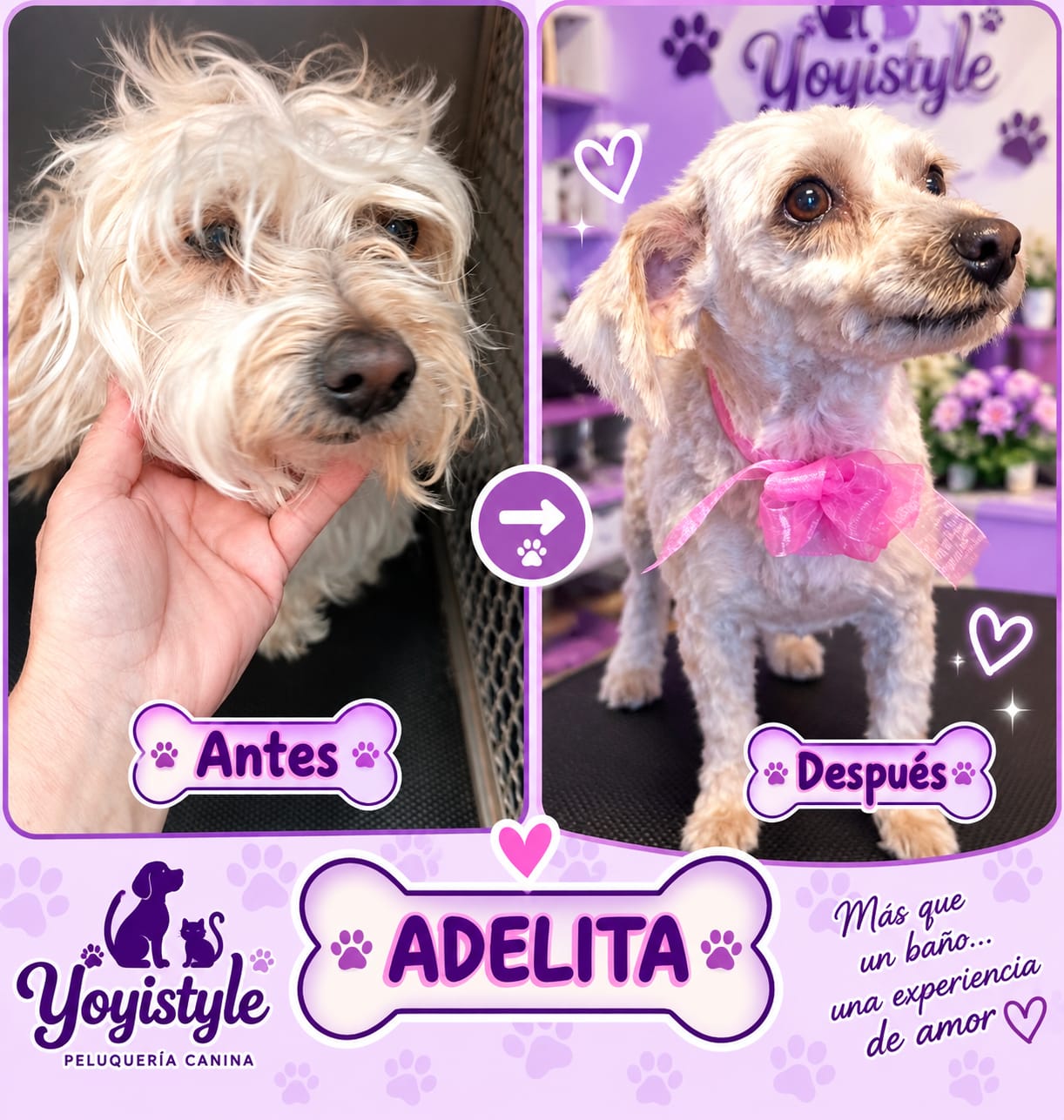Mascota atendida en Yoyistyle